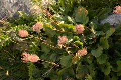 1000 2018-08-05 4349 Creeping Avens, Geum reptans,  Fruiting, 2600m, approaching Chamanna Coaz