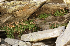 1020 2018-08-04 4044 Creeping Avens, Geum reptans, Fruiting, 2700m, above Lej da Diavolezza