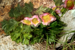 1040 2018-08-08 4866F Water Avens, Geum rivale, 2900m, Fuorcla Muragl