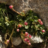 1050 2018-08-04 3855 Water Avens, Geum rivale, 3100m on Munt Pers