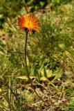 1060 2018-08-08 4946 Fox and Cubs, Hieracium aurantiacum, 2600m, Val Muragl