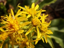 1080 2018-08-04 4048  Unknown Asteraceae, possibly Inula sp, 2600m, above Lej da Diavolezza