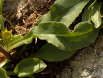 1090 2018-08-04 4051 Leaves of  Unknown Asteraceae, possibly Inula sp, 2600m, above Lej da Diavolezza