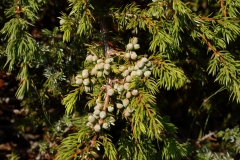 1130 2018-08-06 4492 Juniper, Juniperus communis, Unripe Fruit, 2100m, below Lej da Vadret