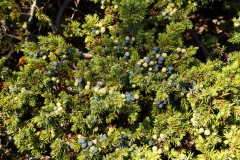 1140 2018-08-06 4511 Juniper, Juniperus communis, Ripening Fruit, 2100m, below Lej da Vadret