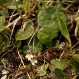 1150 2018-08-04 4105 Round-leaved Fluellen, Kickxia spuria, 2600m, by Lej da Diavolezza