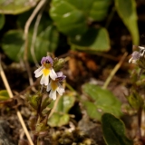 1160 2018-08-04 4102 Round-leaved Fluellen, Kickxia spuria, 2600m, by Lej da Diavolezza