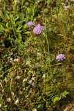 1170 2018-08-06 4451 Field Scabious, Knautia arvensis, 2300m, above Lej da Vadret