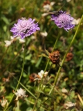 1180 2018-08-06 4452 Field Scabious, Knautia arvensis, 2300m, above Lej da Vadret