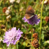 1190 2018-08-06 4454 Field Scabious, Knautia arvensis, with poss Meadow Brown, 2300m, above Lej da Vadret