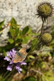 1200 2018-08-06 4449 Field Scabious, Knautia arvensis, with poss Dingy Skipper, 2300m, above Lej da Vadret