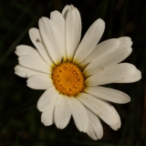 1210 2018-08-06 4594  Ox-eye Daisy, Leucanthemum vulgare, 2600m, by Chamanna da Tschierva