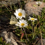 1220 2018-08-05 4364 Ox-eye Daisy, Leucanthemum vulgare, 2600m, approaching Chamanna Coaz