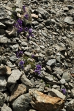 1240 2018-08-08 4843 Alpine Toadflax, Linaria alpina, 2800m, below Fuorcla Muragl