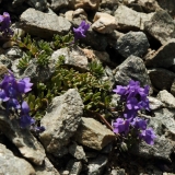 1250 2018-08-08 4844 Alpine Toadflax, Linaria alpina, 2800m, below Fuorcla Muragl