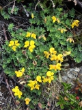 1260 2018-08-03 3596 Common Bird's Foot Trefoil, Lotus corniculatus, 2400m, by Senda Segantini SE of Muottas Muragl