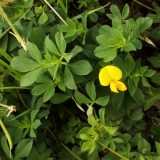 1270 2018-08-05 4251 Common Bird's Foot Trefoil, Lotus corniculatus, 2600m, S of Fuorcla Surlej