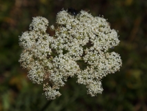 1280 2018-08-03 3591 Spignel, Meum athamanticum, 2400m, by Senda Segantini just E of Muottas Muragl