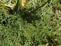 1290 2018-08-03 3589 Leaves of  Spignel, Meum athamanticum, 2400m, by Senda Segantini just E of Muottas Muragl