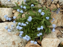 1300 2018-08-05 4175 Alpine Forget-me-not, Myosotis alpestris, 2700m, SE of Murtel