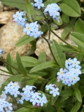 1310 2018-08-05 4176 Alpine Forget-me-not, Myosotis alpestris, 2700m, SE of Murtel