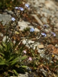 1320 2018-08-08 4819 Alpine Forget-me-not, Myosotis alpestris, 2700m, by Lej Muragl