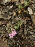 1330 2018-08-03 3685 Forget-me-not, Myosotis sp, 2800m, below Chamanna Georgy