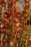 1350 2018-08-04 4017 Mountain Sorrel, Oxyria digyna, Fruiting, 2800m, below Berghaus Diavolezza