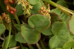 1360 2018-08-04 4018 Leaves of Mountain Sorrel, Oxyria digyna, 2800m, below Berghaus Diavolezza