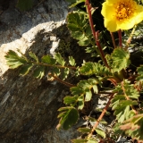 1380 2018-08-05 4282 Leaves of Rhaetian Poppy, Papaver rhaeticum, 2600m, S of Fuorcla Surlej