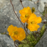 1390 2018-08-05 4167 Rhaetian Poppy, Papaver rhaeticum, 2700m, SE of Murtel (Corvatsch Mittelstation)