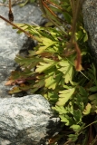 1400 2018-08-05 4169 Leaves of Rhaetian Poppy, Papaver rhaeticum, 2700m, SE of Murtel (Corvatsch Mittelstation)