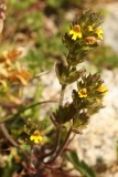 1410 2018-08-06 4585 Yellow Bartsia (perhaps), Parentucellia viscosa, 2500m, below Chamanna da Tschierva