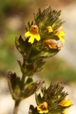 1420 2018-08-06 4586 Yellow Bartsia (perhaps), Parentucellia viscosa, 2500m, below Chamanna da Tschierva