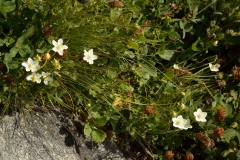 1430 2018-08-06 4441 Grass of Parnassus, Parnassia palustris, 2300m, above Lej da Vadret