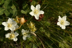 1440 2018-08-06 4443 Grass of Parnassus, Parnassia palustris, 2300m, above Lej da Vadret