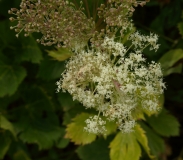 1470 2018-08-05 4254 Masterwort, Peucedanum ostruthium, 2600m, S of Fuorcla Surlej