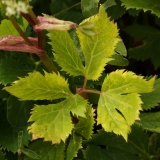 1480 2018-08-05 4255 Leaves of Masterwort, Peucedanum ostruthium, 2600m, S of Fuorcla Surlej