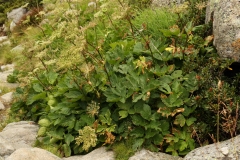 1490 2018-08-07 4693 Masterwort, Peucedanum ostruthium, 2200m, S of Roseg