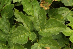 1500 2018-08-07 4695 Leaves of Masterwort, Peucedanum ostruthium, 2200m, S of Roseg