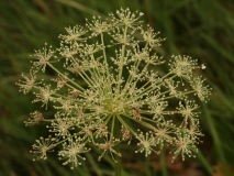 1510 2018-08-07 4699 Masterwort, Peucedanum ostruthium, 2200m, S of Roseg