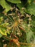 1520 2018-08-07 4697 Masterwort, Peucedanum ostruthium, 2200m, S of Roseg