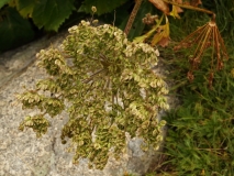 1530 2018-08-07 4694 Masterwort, Peucedanum ostruthium, 2200m, S of Roseg