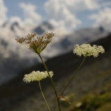 1540 2018-08-05 4259 Masterwort, Peucedanum ostruthium, 2600m, S of Fuorcla Surlej