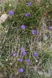 1550 2018-08-03 3634 Round-headed Rampion, Phyteuma orbiculare, 2600m, by Senda Segantini NW of Chamanna Segantini