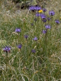 1560 2018-08-03 3639 Round-headed Rampion, Phyteuma orbiculare, 2600m, by Senda Segantini NW of Chamanna Segantini