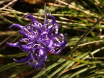 1580 2018-08-04 4034 Round-headed Rampion, Phyteuma orbiculare, 2700m, above Lej da Diavolezza