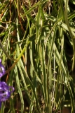 1590 2018-08-04 4036 Leaves of Round-headed Rampion, Phyteuma orbiculare, 2700m, above Lej da Diavolezza