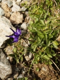 1600 2018-08-04 4057 Rampion, Phyteuma sp, 2600m, above Lej da Diavolezza