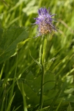 1620 2018-08-05 4270 Rampion, Phyteuma sp, 2600m, S of Fuorcla Surlej